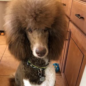 Meet your Posher, Maureen